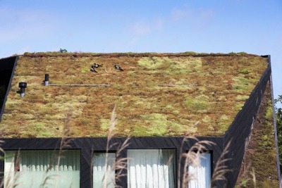 Green roofs can help slow climate change