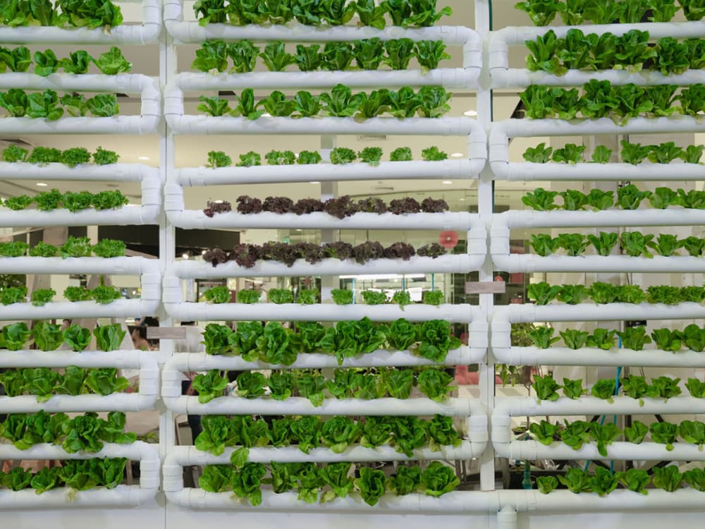 Nexton is a indoor vertical farming startup in Korea.