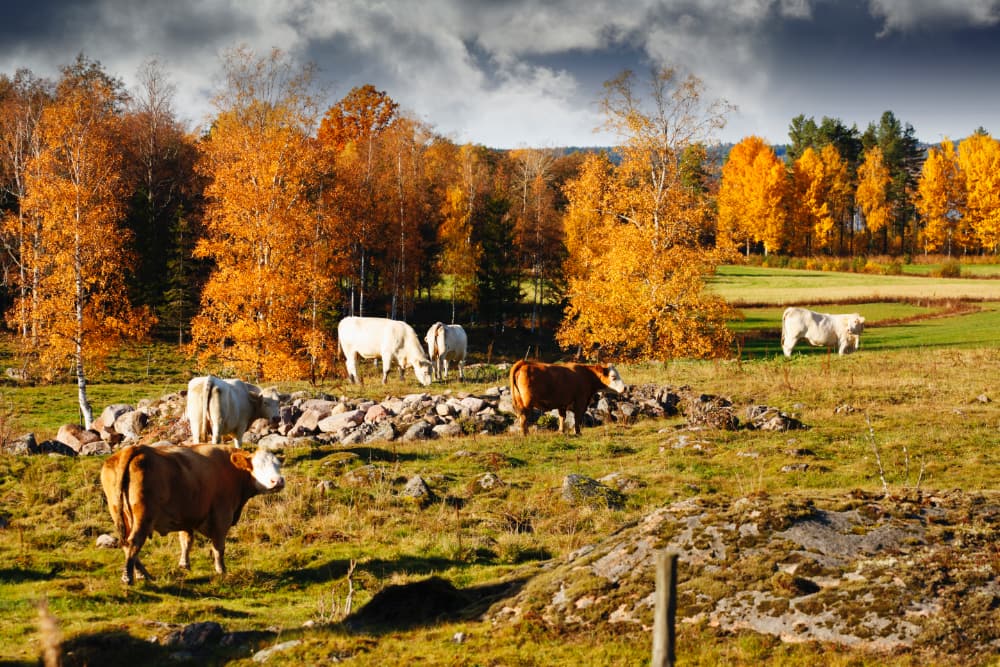 Silvopasture is the integration of trees and forages within working farms.