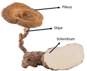 Tiger Milk Mushroom diagram.