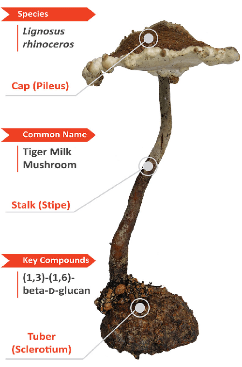 Lignosus rhinoceros is the scientific name for Tiger Milk Mushroom. This is a diagram detailing parts of the plant.